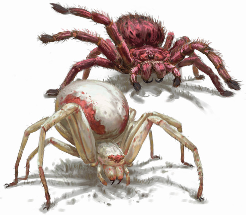 Araignée